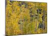 USA, Colorado, White River National Forest, Autumn Colored Grove of Quaking Aspen-John Barger-Mounted Photographic Print
