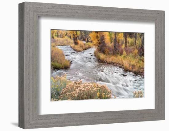 USA, Colorado, White River National Forest. Fryingpan River and autumn foliage.-Jaynes Gallery-Framed Photographic Print