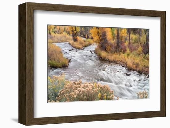 USA, Colorado, White River National Forest. Fryingpan River and autumn foliage.-Jaynes Gallery-Framed Photographic Print