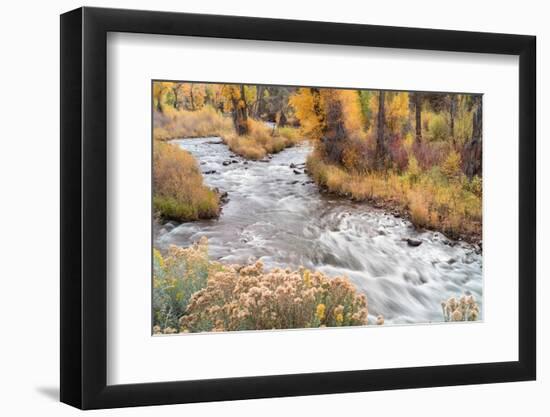 USA, Colorado, White River National Forest. Fryingpan River and autumn foliage.-Jaynes Gallery-Framed Photographic Print