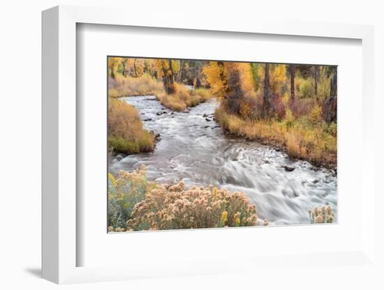 USA, Colorado, White River National Forest. Fryingpan River and autumn foliage.-Jaynes Gallery-Framed Photographic Print