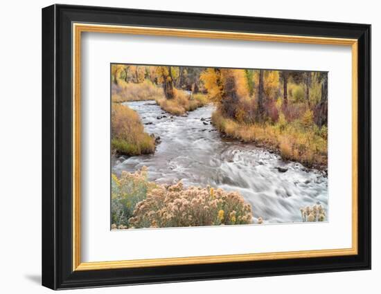 USA, Colorado, White River National Forest. Fryingpan River and autumn foliage.-Jaynes Gallery-Framed Photographic Print