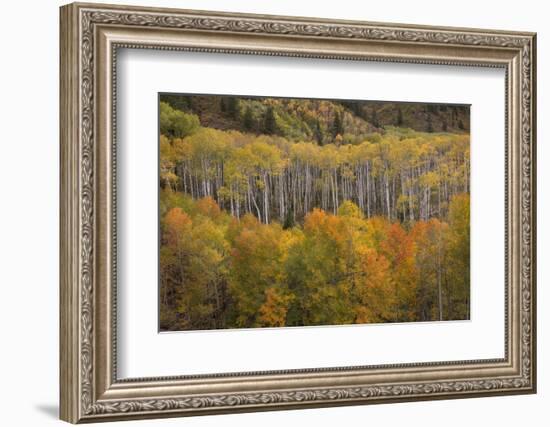 USA, Colorado, White River NF. Aspen Grove at Peak Autumn Color-Don Grall-Framed Photographic Print