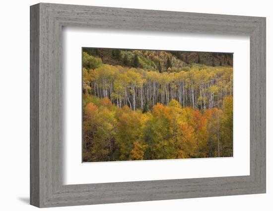 USA, Colorado, White River NF. Aspen Grove at Peak Autumn Color-Don Grall-Framed Photographic Print