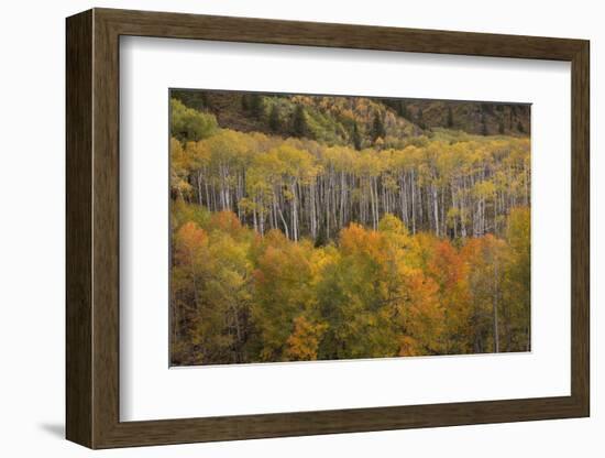USA, Colorado, White River NF. Aspen Grove at Peak Autumn Color-Don Grall-Framed Photographic Print