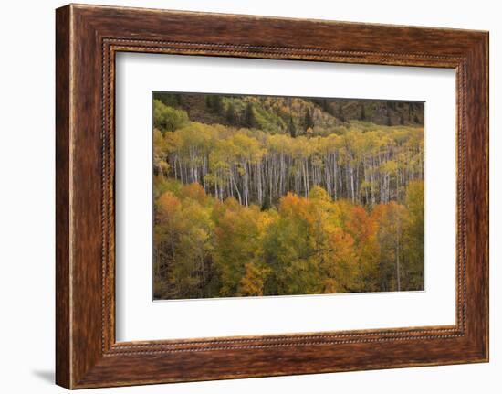 USA, Colorado, White River NF. Aspen Grove at Peak Autumn Color-Don Grall-Framed Photographic Print