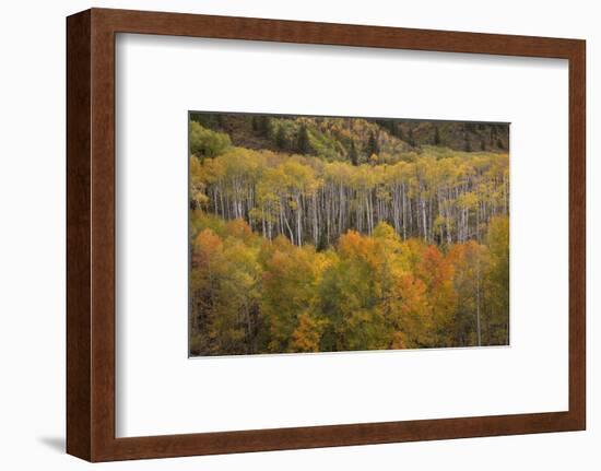 USA, Colorado, White River NF. Aspen Grove at Peak Autumn Color-Don Grall-Framed Photographic Print