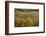 USA, Colorado, White River NF. Aspen Grove at Peak Autumn Color-Don Grall-Framed Photographic Print