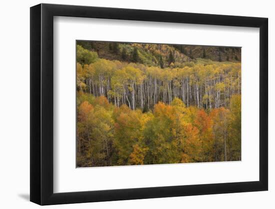 USA, Colorado, White River NF. Aspen Grove at Peak Autumn Color-Don Grall-Framed Photographic Print