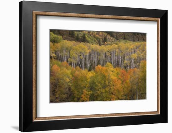 USA, Colorado, White River NF. Aspen Grove at Peak Autumn Color-Don Grall-Framed Photographic Print