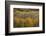 USA, Colorado, White River NF. Aspen Grove at Peak Autumn Color-Don Grall-Framed Photographic Print