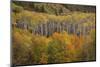 USA, Colorado, White River NF. Aspen Grove at Peak Autumn Color-Don Grall-Mounted Photographic Print