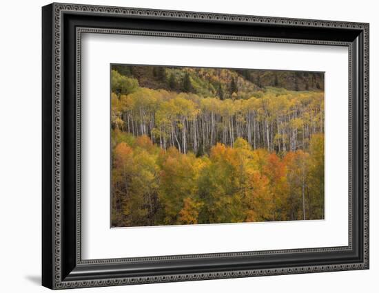 USA, Colorado, White River NF. Aspen Grove at Peak Autumn Color-Don Grall-Framed Photographic Print