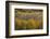 USA, Colorado, White River NF. Aspen Grove at Peak Autumn Color-Don Grall-Framed Photographic Print