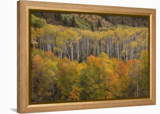 USA, Colorado, White River NF. Aspen Grove at Peak Autumn Color-Don Grall-Framed Premier Image Canvas