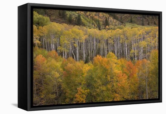 USA, Colorado, White River NF. Aspen Grove at Peak Autumn Color-Don Grall-Framed Premier Image Canvas