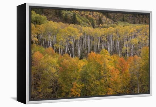 USA, Colorado, White River NF. Aspen Grove at Peak Autumn Color-Don Grall-Framed Premier Image Canvas