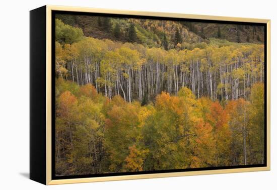 USA, Colorado, White River NF. Aspen Grove at Peak Autumn Color-Don Grall-Framed Premier Image Canvas
