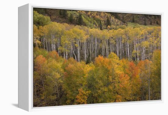 USA, Colorado, White River NF. Aspen Grove at Peak Autumn Color-Don Grall-Framed Premier Image Canvas