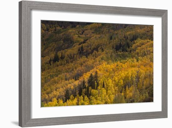 USA, Colorado, White River NF. Aspen Trees in Peak Autumn Color-Don Grall-Framed Photographic Print