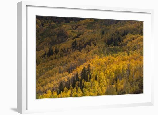 USA, Colorado, White River NF. Aspen Trees in Peak Autumn Color-Don Grall-Framed Photographic Print