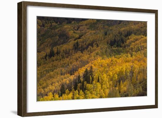 USA, Colorado, White River NF. Aspen Trees in Peak Autumn Color-Don Grall-Framed Photographic Print