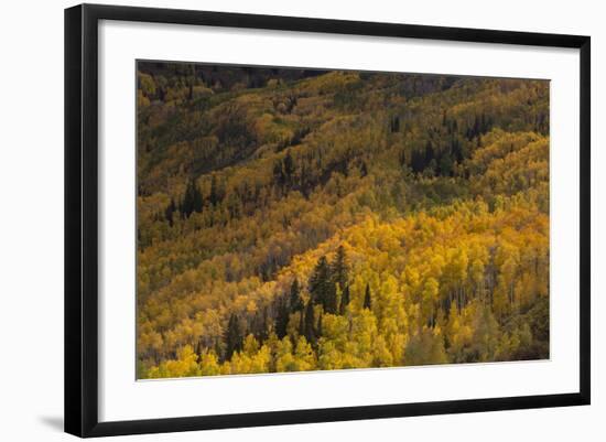 USA, Colorado, White River NF. Aspen Trees in Peak Autumn Color-Don Grall-Framed Photographic Print