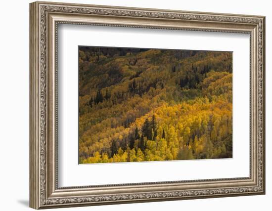 USA, Colorado, White River NF. Aspen Trees in Peak Autumn Color-Don Grall-Framed Photographic Print