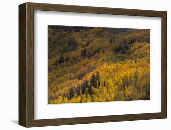 USA, Colorado, White River NF. Aspen Trees in Peak Autumn Color-Don Grall-Framed Photographic Print