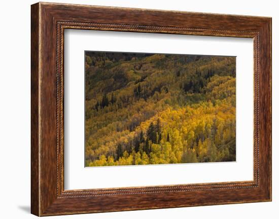 USA, Colorado, White River NF. Aspen Trees in Peak Autumn Color-Don Grall-Framed Photographic Print