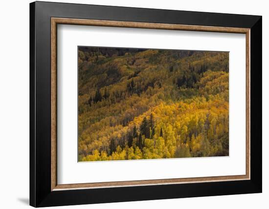 USA, Colorado, White River NF. Aspen Trees in Peak Autumn Color-Don Grall-Framed Photographic Print