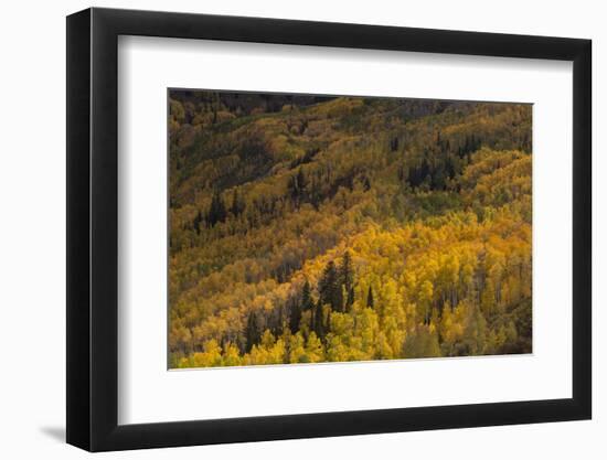 USA, Colorado, White River NF. Aspen Trees in Peak Autumn Color-Don Grall-Framed Photographic Print