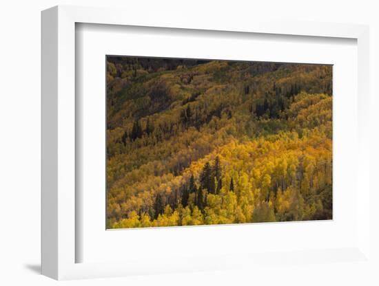 USA, Colorado, White River NF. Aspen Trees in Peak Autumn Color-Don Grall-Framed Photographic Print