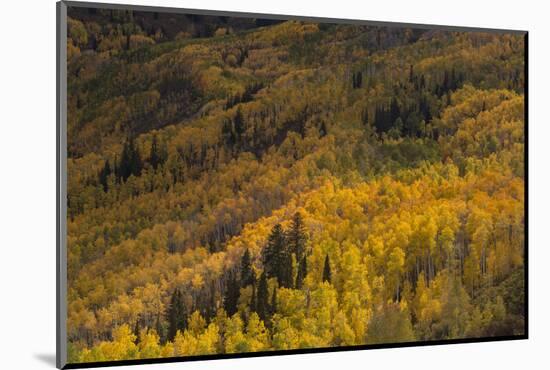 USA, Colorado, White River NF. Aspen Trees in Peak Autumn Color-Don Grall-Mounted Photographic Print