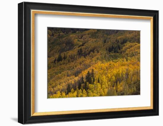 USA, Colorado, White River NF. Aspen Trees in Peak Autumn Color-Don Grall-Framed Photographic Print