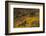 USA, Colorado, White River NF. Aspen Trees in Peak Autumn Color-Don Grall-Framed Photographic Print