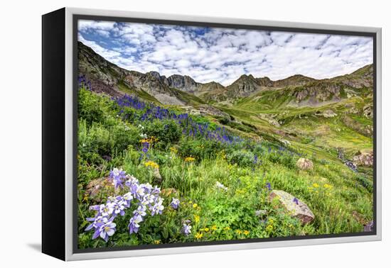 USA, Colorado. Wildflowers in American Basin in the San Juan Mountains-Dennis Flaherty-Framed Premier Image Canvas