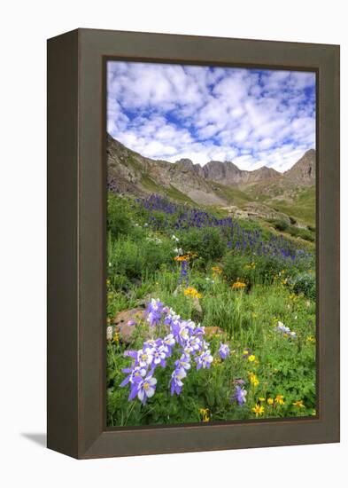 USA, Colorado. Wildflowers in American Basin in the San Juan Mountains-Dennis Flaherty-Framed Premier Image Canvas