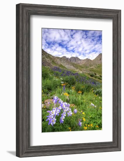 USA, Colorado. Wildflowers in American Basin in the San Juan Mountains-Dennis Flaherty-Framed Photographic Print