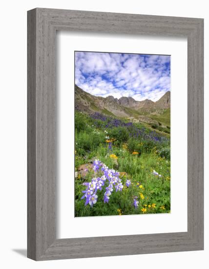 USA, Colorado. Wildflowers in American Basin in the San Juan Mountains-Dennis Flaherty-Framed Photographic Print