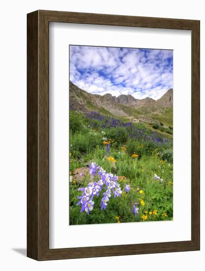 USA, Colorado. Wildflowers in American Basin in the San Juan Mountains-Dennis Flaherty-Framed Photographic Print