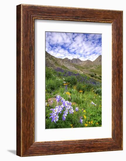 USA, Colorado. Wildflowers in American Basin in the San Juan Mountains-Dennis Flaherty-Framed Photographic Print