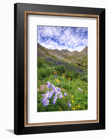 USA, Colorado. Wildflowers in American Basin in the San Juan Mountains-Dennis Flaherty-Framed Photographic Print