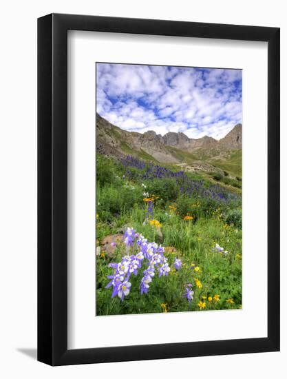 USA, Colorado. Wildflowers in American Basin in the San Juan Mountains-Dennis Flaherty-Framed Photographic Print