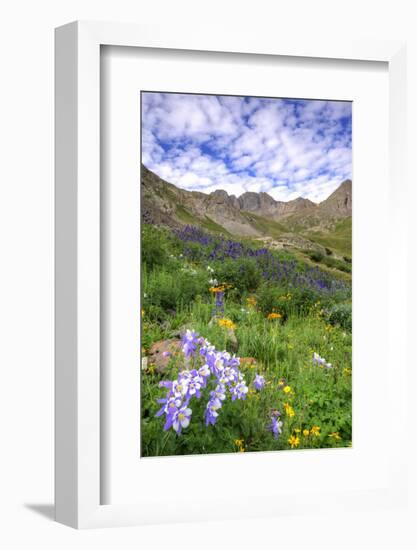 USA, Colorado. Wildflowers in American Basin in the San Juan Mountains-Dennis Flaherty-Framed Photographic Print