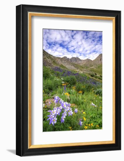 USA, Colorado. Wildflowers in American Basin in the San Juan Mountains-Dennis Flaherty-Framed Photographic Print