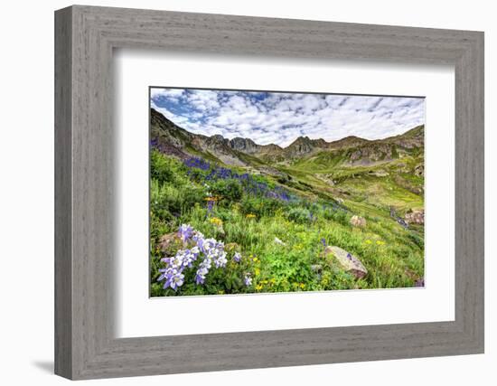 USA, Colorado. Wildflowers in American Basin in the San Juan Mountains-Dennis Flaherty-Framed Photographic Print