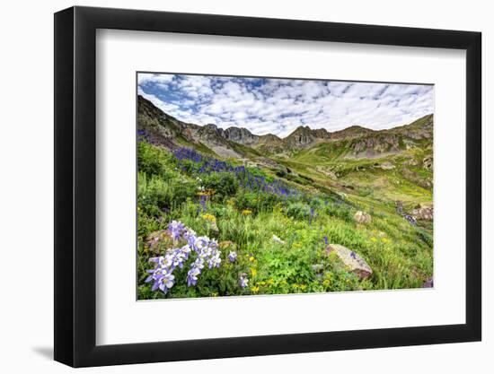 USA, Colorado. Wildflowers in American Basin in the San Juan Mountains-Dennis Flaherty-Framed Photographic Print