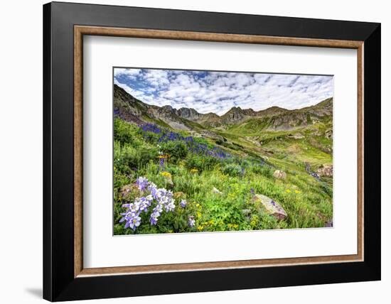 USA, Colorado. Wildflowers in American Basin in the San Juan Mountains-Dennis Flaherty-Framed Photographic Print