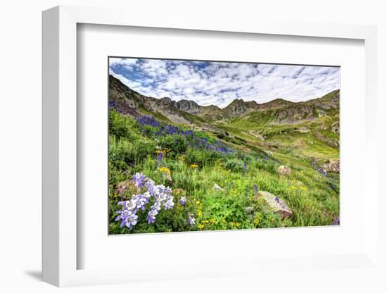 USA, Colorado. Wildflowers in American Basin in the San Juan Mountains-Dennis Flaherty-Framed Photographic Print